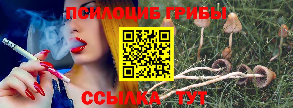 дарнет шоп  Галлюциногенные грибы Psilocybe  Вход с VPN  Новокузнецк 